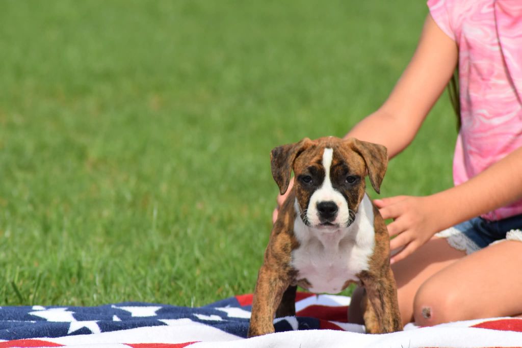 Of Passion Amstaff  - Chiots disponibles - American Staffordshire Terrier