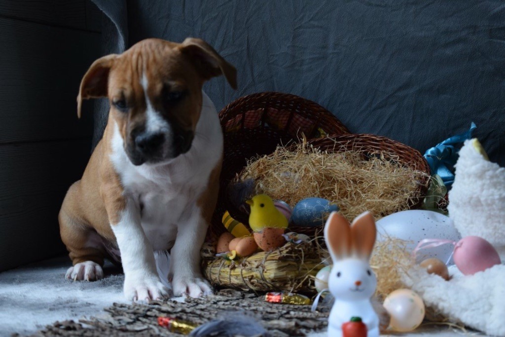 Of Passion Amstaff  - American Staffordshire Terrier - Portée née le 09/01/2018