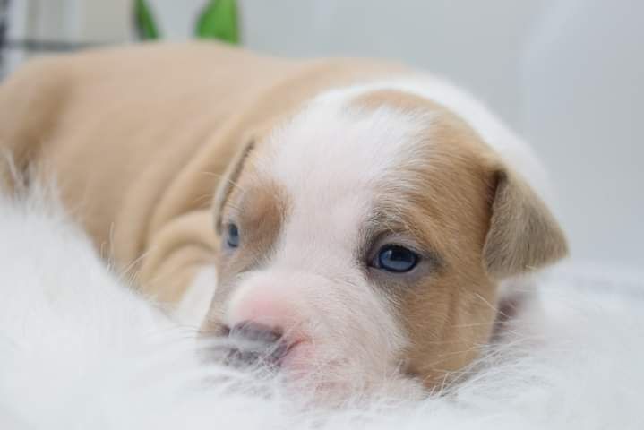 Of Passion Amstaff  - American Staffordshire Terrier - Portée née le 05/08/2022