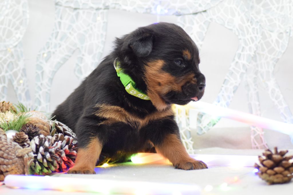 Of Passion Amstaff  - Chiots disponibles - Rottweiler