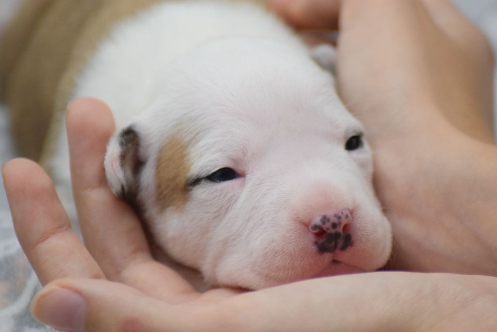 Of Passion Amstaff  - Chiots disponibles - American Staffordshire Terrier