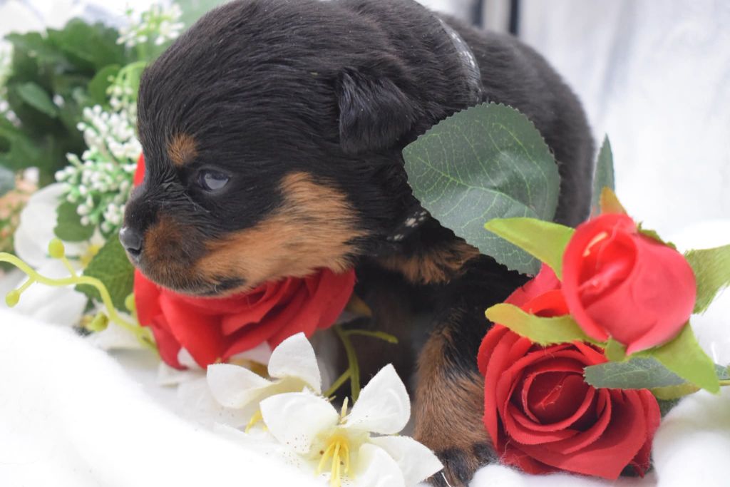 Of Passion Amstaff  - Chiots disponibles - Rottweiler