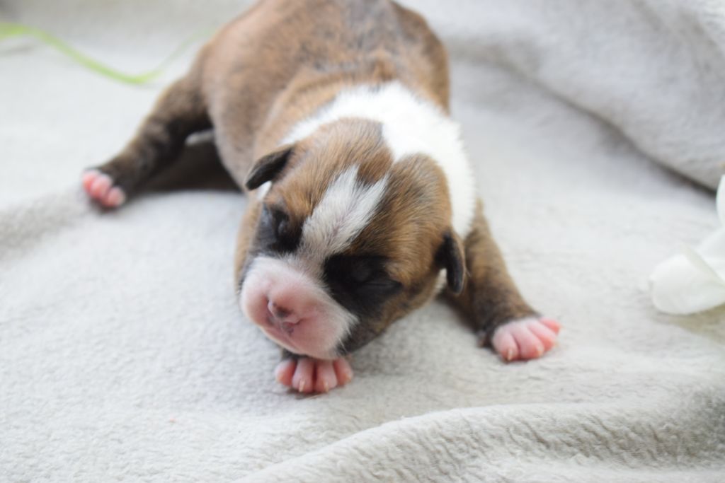 Of Passion Amstaff - Chiots disponibles - American Staffordshire Terrier