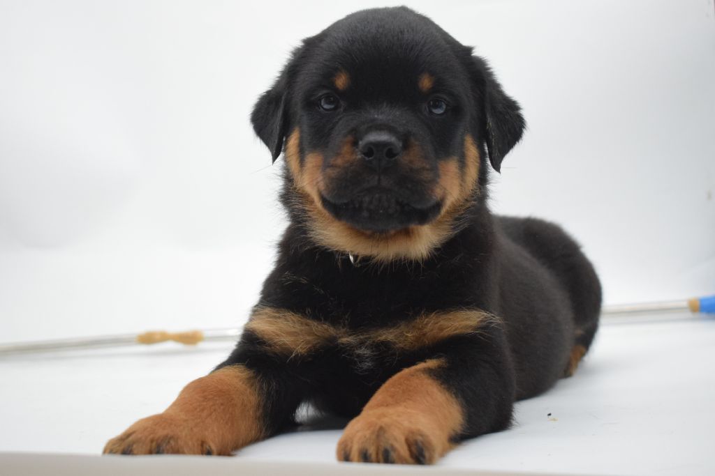Of Passion Amstaff  - Chiots disponibles - Rottweiler