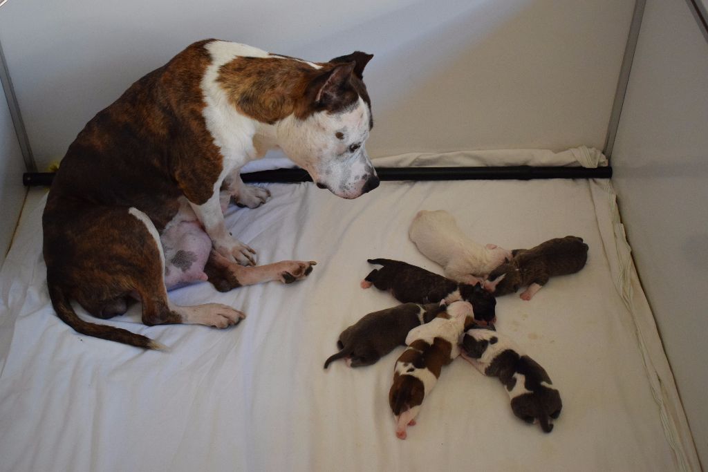 Of Passion Amstaff - American Staffordshire Terrier - Portée née le 20/09/2017