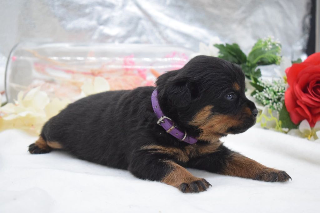 Of Passion Amstaff  - Chiots disponibles - Rottweiler