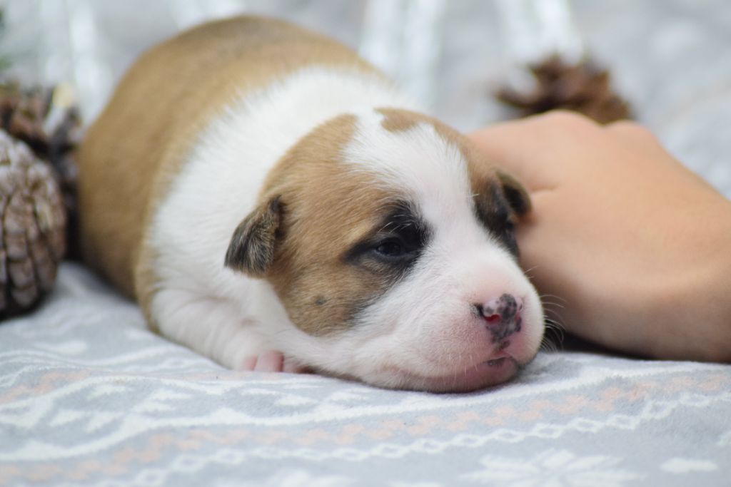 Of Passion Amstaff  - Chiots disponibles - American Staffordshire Terrier