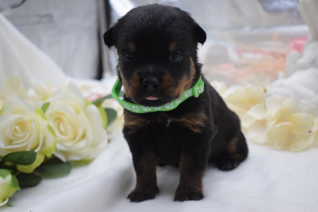 Of Passion Amstaff  - Chiots disponibles - Rottweiler