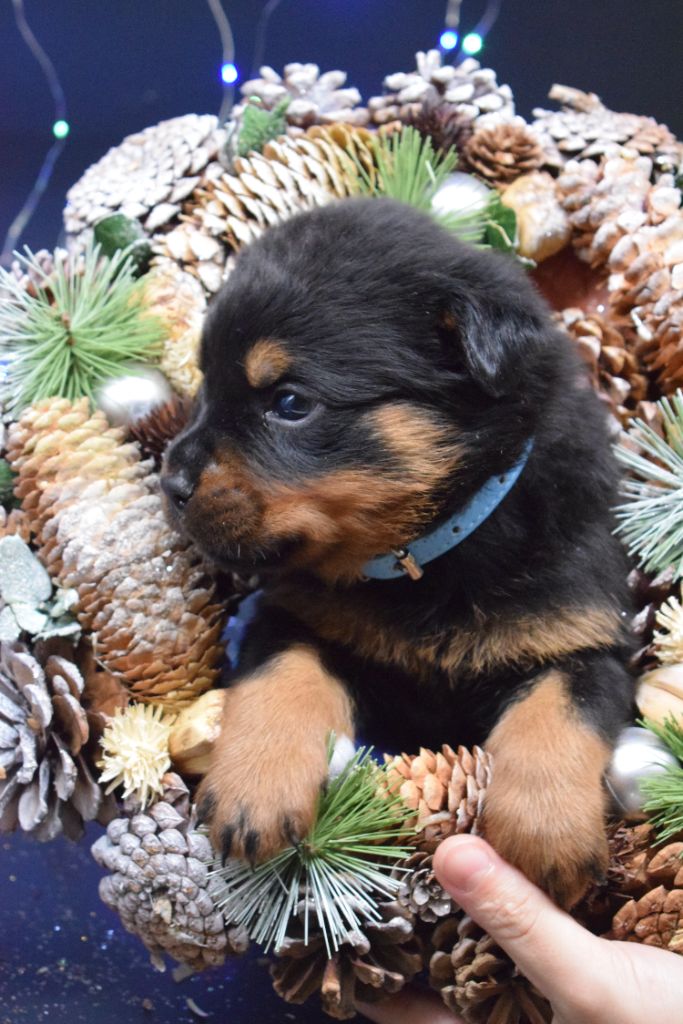 Of Passion Amstaff  - Rottweiler - Portée née le 21/10/2023