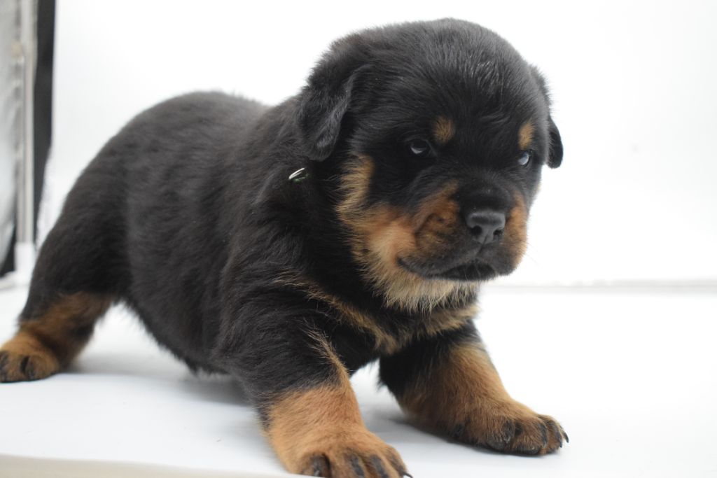 Of Passion Amstaff  - Chiots disponibles - Rottweiler