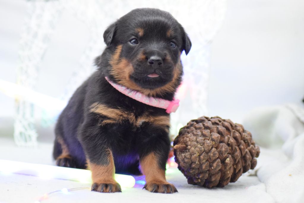 Of Passion Amstaff  - Chiots disponibles - Rottweiler