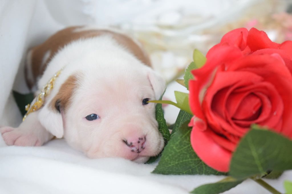 Of Passion Amstaff  - Chiots disponibles - American Staffordshire Terrier