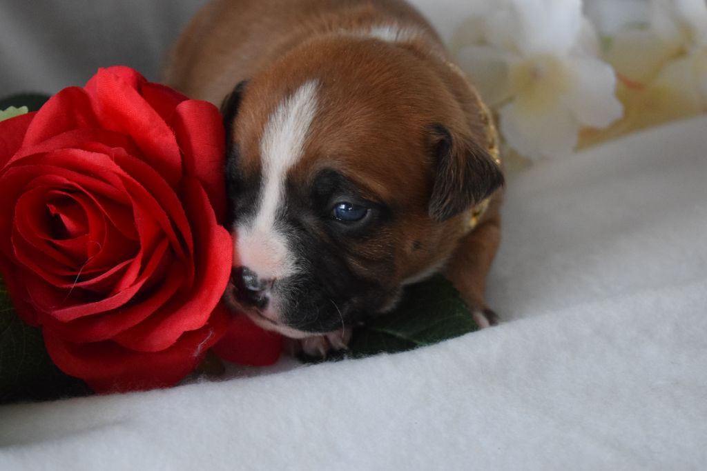 Of Passion Amstaff  - Chiots disponibles - American Staffordshire Terrier