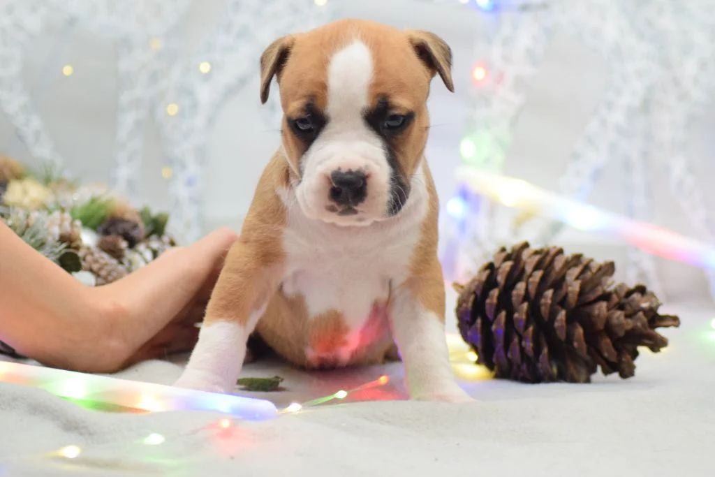 Of Passion Amstaff  - Chiots disponibles - American Staffordshire Terrier