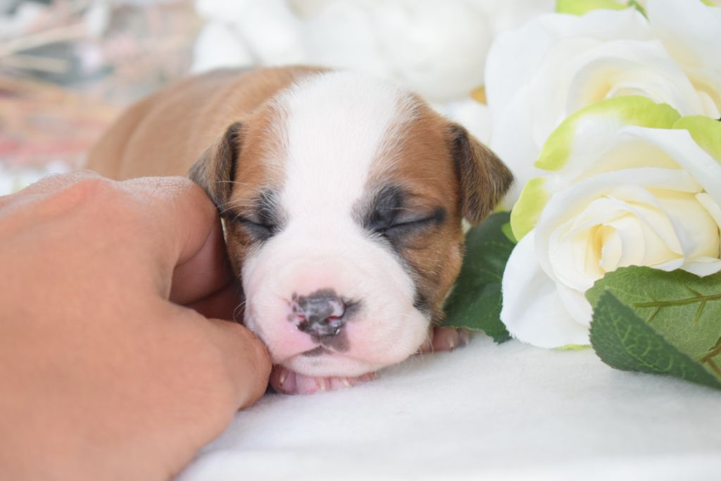 Of Passion Amstaff  - Chiots disponibles - American Staffordshire Terrier
