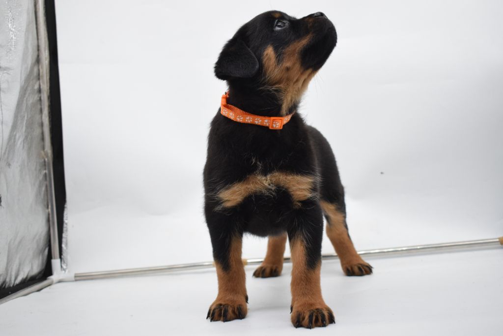 Of Passion Amstaff  - Chiots disponibles - Rottweiler