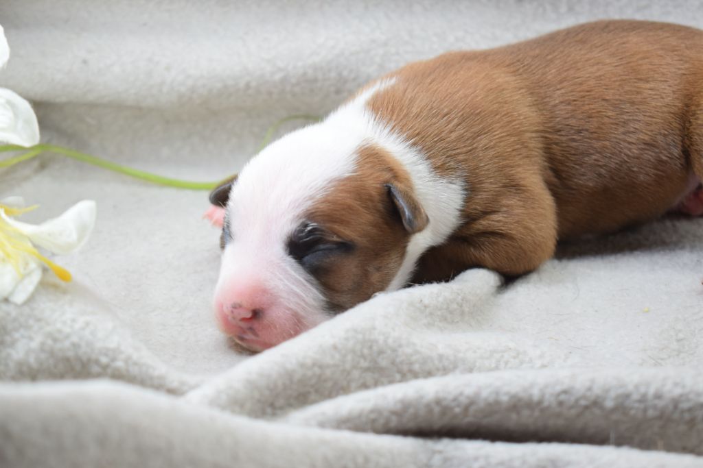 Of Passion Amstaff - Chiots disponibles - American Staffordshire Terrier