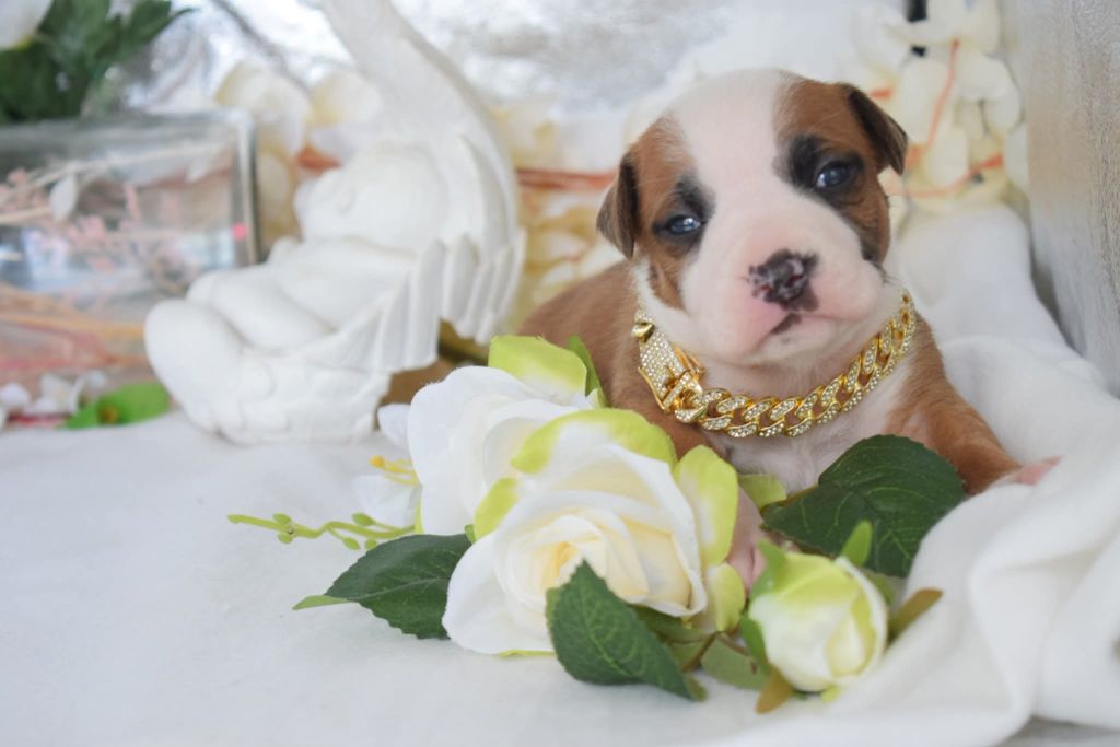 Of Passion Amstaff  - Chiots disponibles - American Staffordshire Terrier