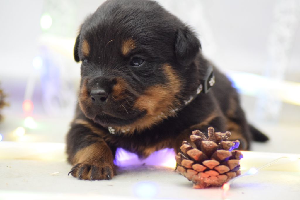 Of Passion Amstaff  - Chiots disponibles - Rottweiler