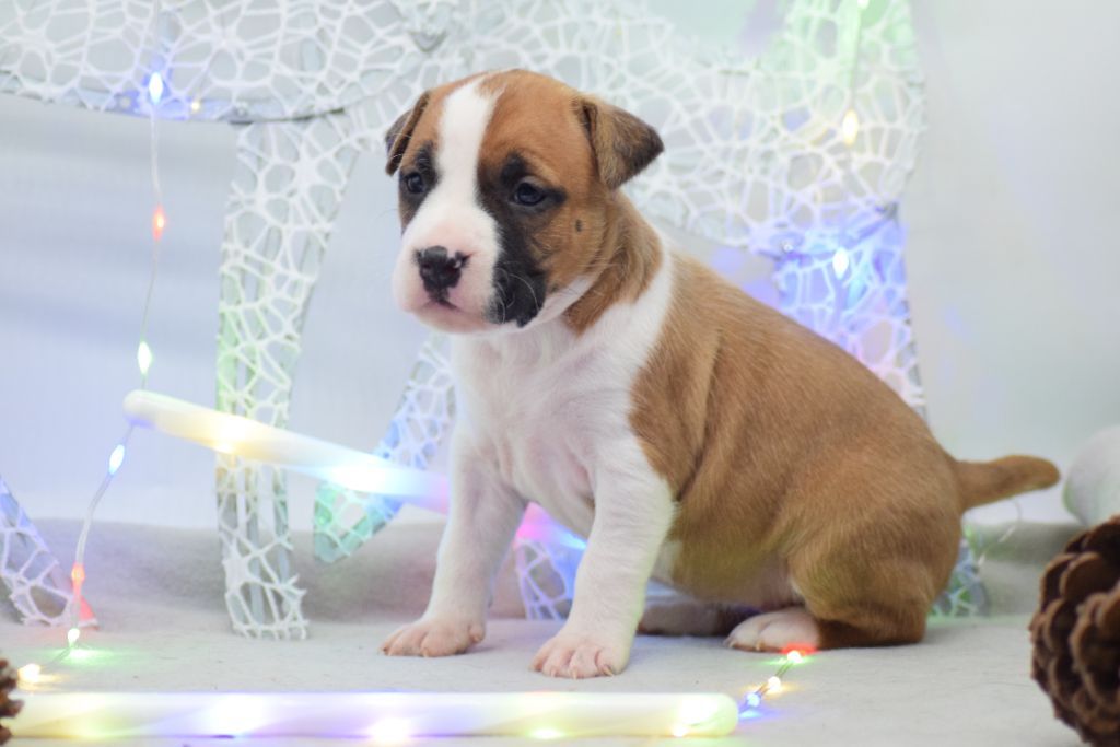 Of Passion Amstaff  - Chiots disponibles - American Staffordshire Terrier