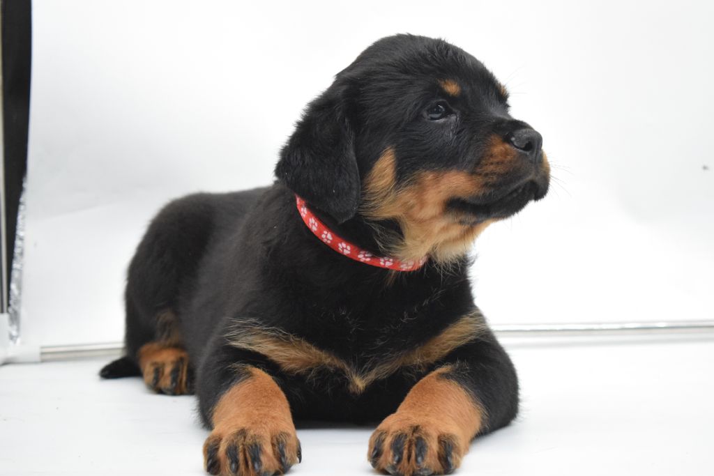 Of Passion Amstaff  - Chiots disponibles - Rottweiler