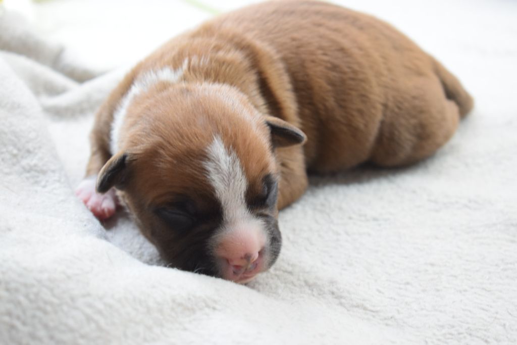 Of Passion Amstaff - Chiots disponibles - American Staffordshire Terrier