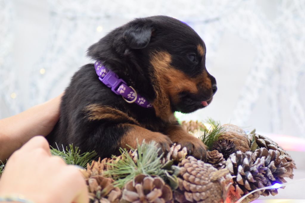 Of Passion Amstaff  - Chiots disponibles - Rottweiler