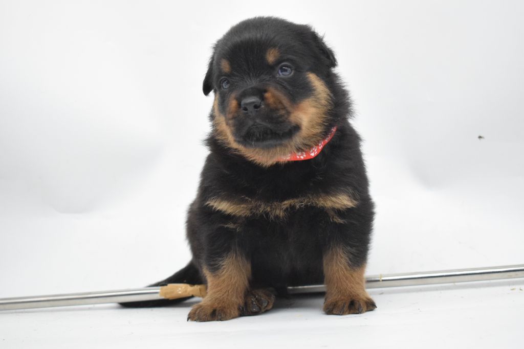 Of Passion Amstaff  - Chiots disponibles - Rottweiler