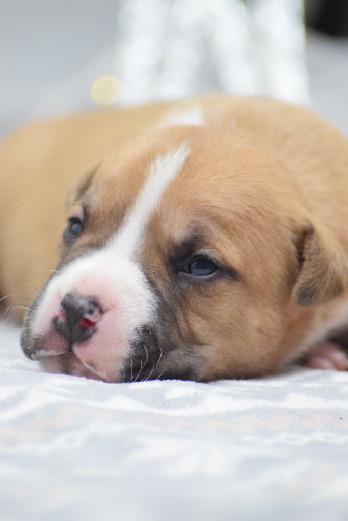 Of Passion Amstaff  - Chiots disponibles - American Staffordshire Terrier