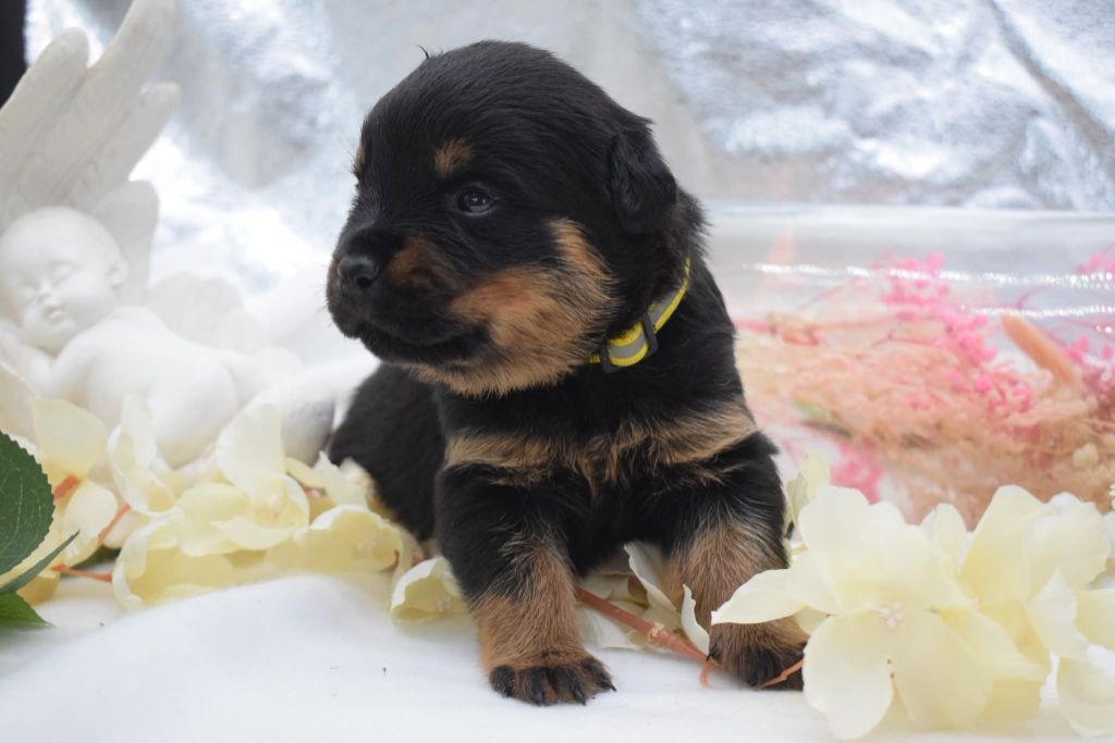 Of Passion Amstaff  - Chiots disponibles - Rottweiler