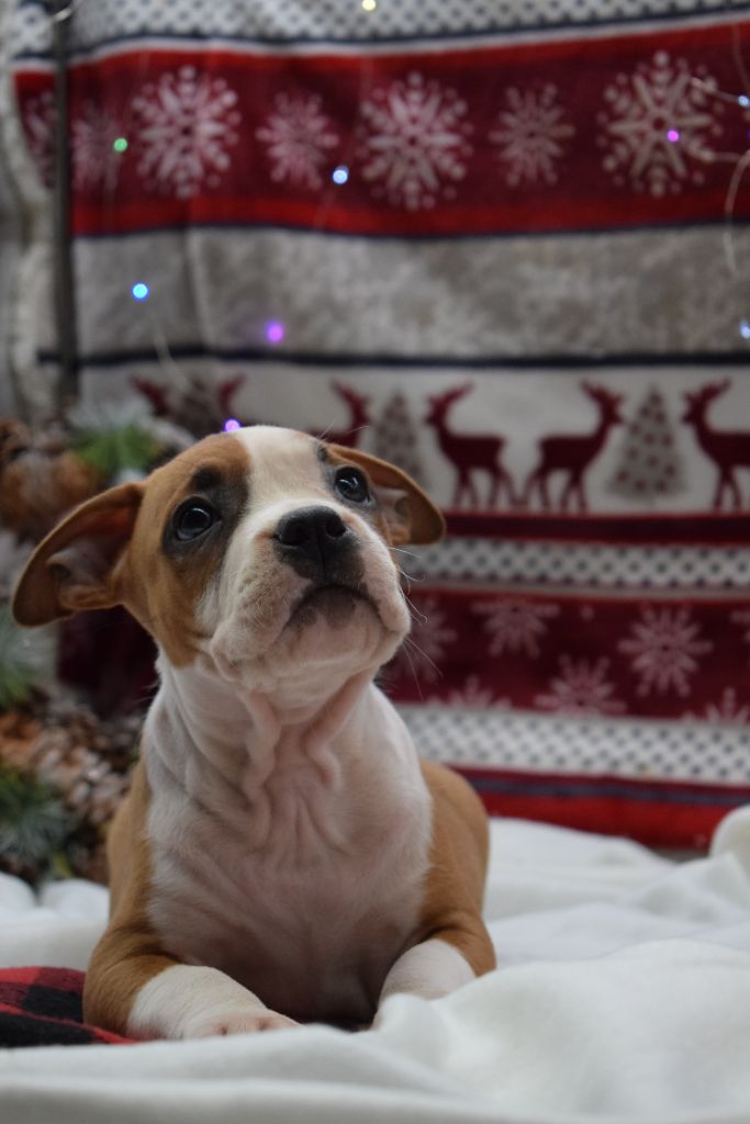 Of Passion Amstaff  - American Staffordshire Terrier - Portée née le 04/10/2023