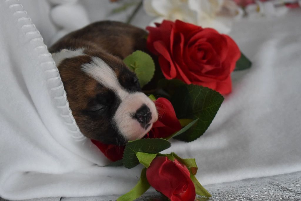 Of Passion Amstaff  - Chiots disponibles - American Staffordshire Terrier