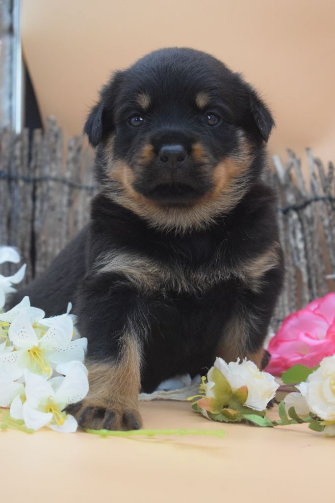Of Passion Amstaff  - Rottweiler - Portée née le 01/07/2023