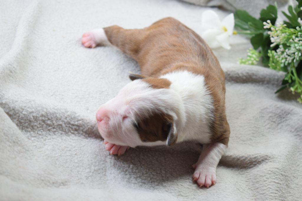 Of Passion Amstaff - Chiots disponibles - American Staffordshire Terrier