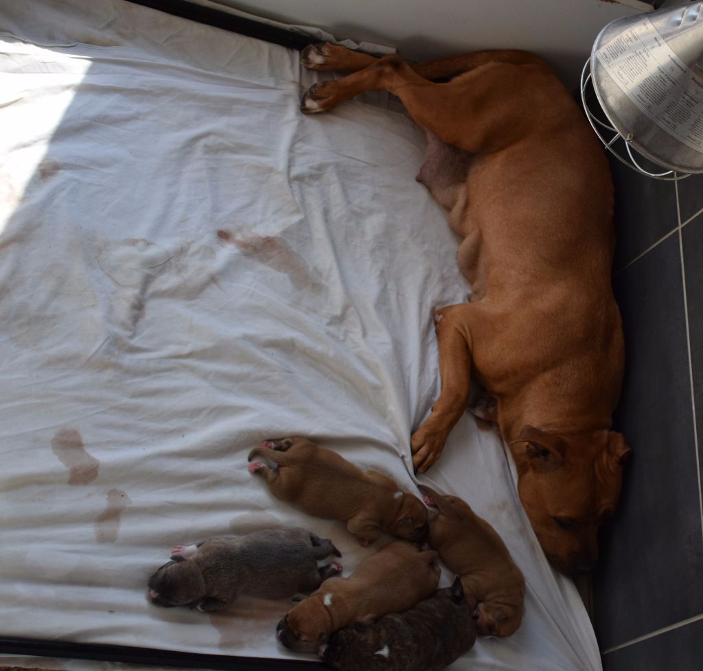 Of Passion Amstaff - American Staffordshire Terrier - Portée née le 20/09/2017