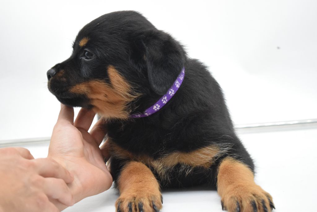 Of Passion Amstaff  - Chiots disponibles - Rottweiler