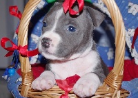 Festina Of Passion AmStaff