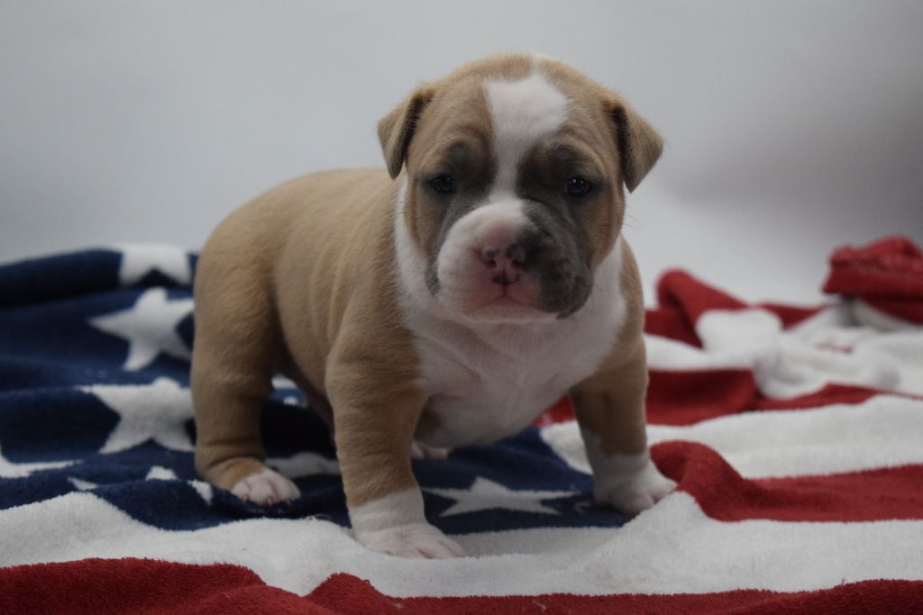 Of Passion Amstaff  - Chiots disponibles - American Staffordshire Terrier