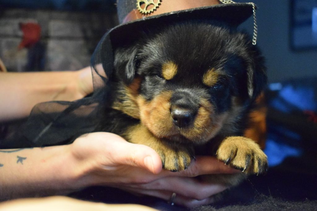 Of Passion Amstaff  - Rottweiler - Portée née le 07/10/2020