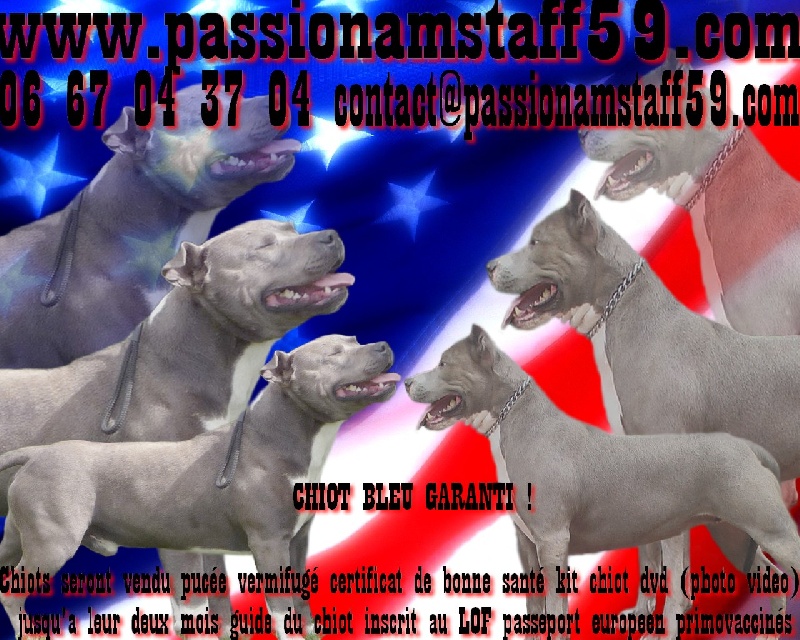 Of Passion Amstaff - American Staffordshire Terrier - Portée née le 12/09/2010