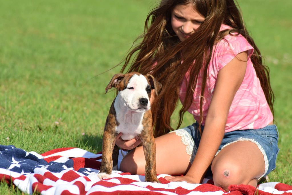 Of Passion Amstaff  - Chiots disponibles - American Staffordshire Terrier