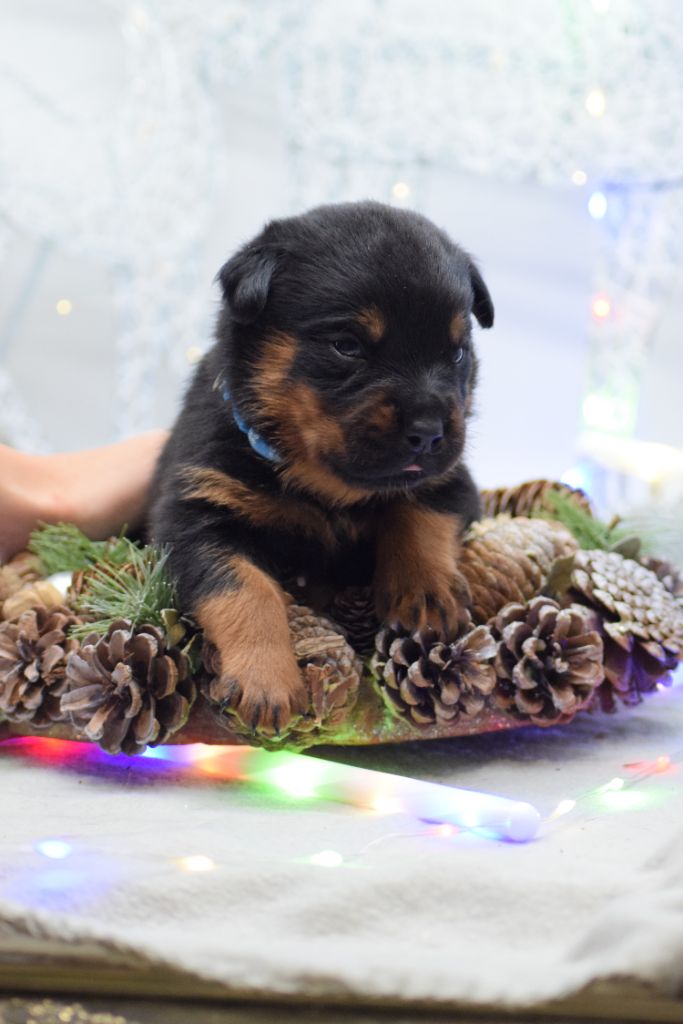 Of Passion Amstaff  - Chiots disponibles - Rottweiler