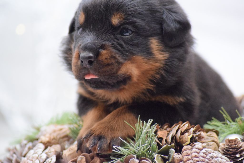 Of Passion Amstaff  - Chiots disponibles - Rottweiler