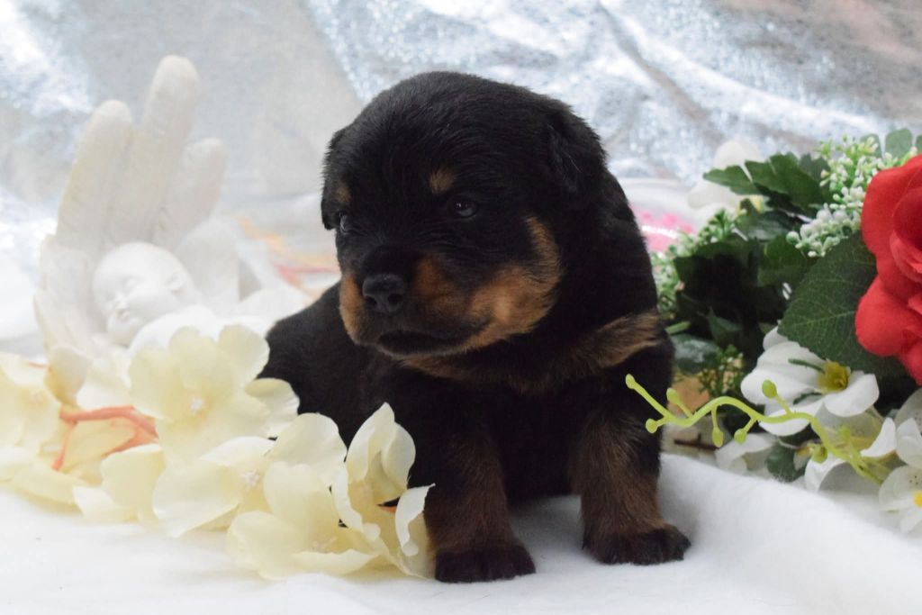 Of Passion Amstaff  - Chiots disponibles - Rottweiler