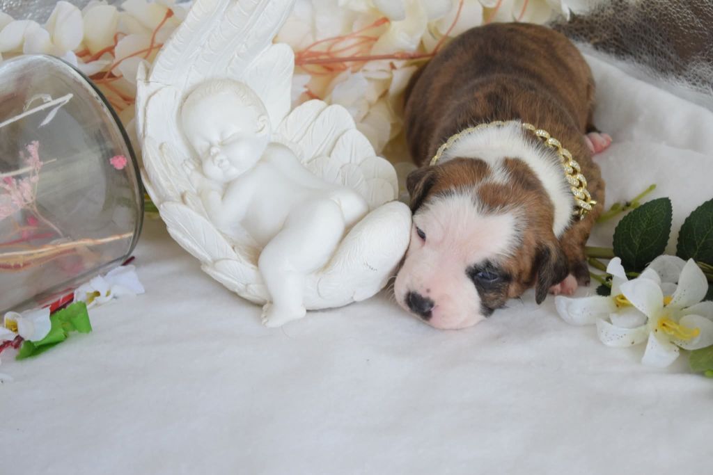 Of Passion Amstaff  - Chiots disponibles - American Staffordshire Terrier