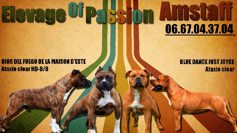 Of Passion Amstaff - American Staffordshire Terrier - Portée née le 05/10/2013