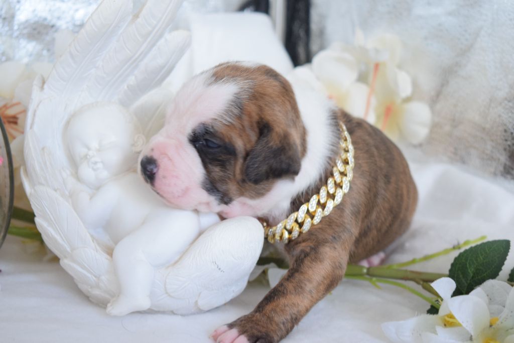 Of Passion Amstaff  - Chiots disponibles - American Staffordshire Terrier