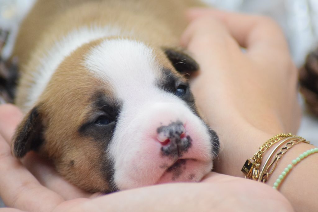 Of Passion Amstaff  - Chiots disponibles - American Staffordshire Terrier