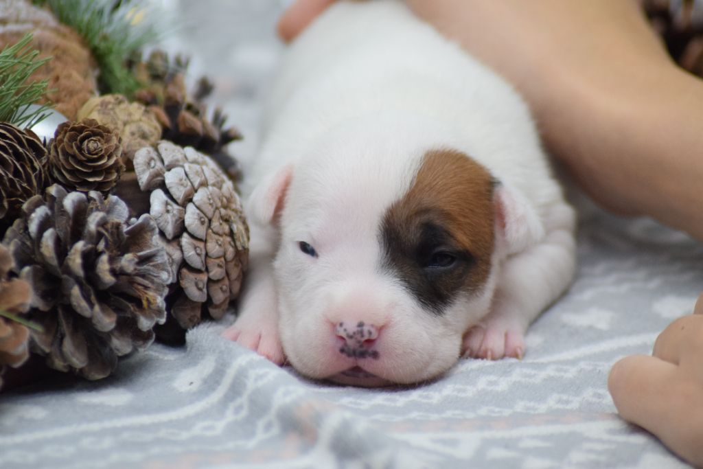 Of Passion Amstaff  - Chiots disponibles - American Staffordshire Terrier