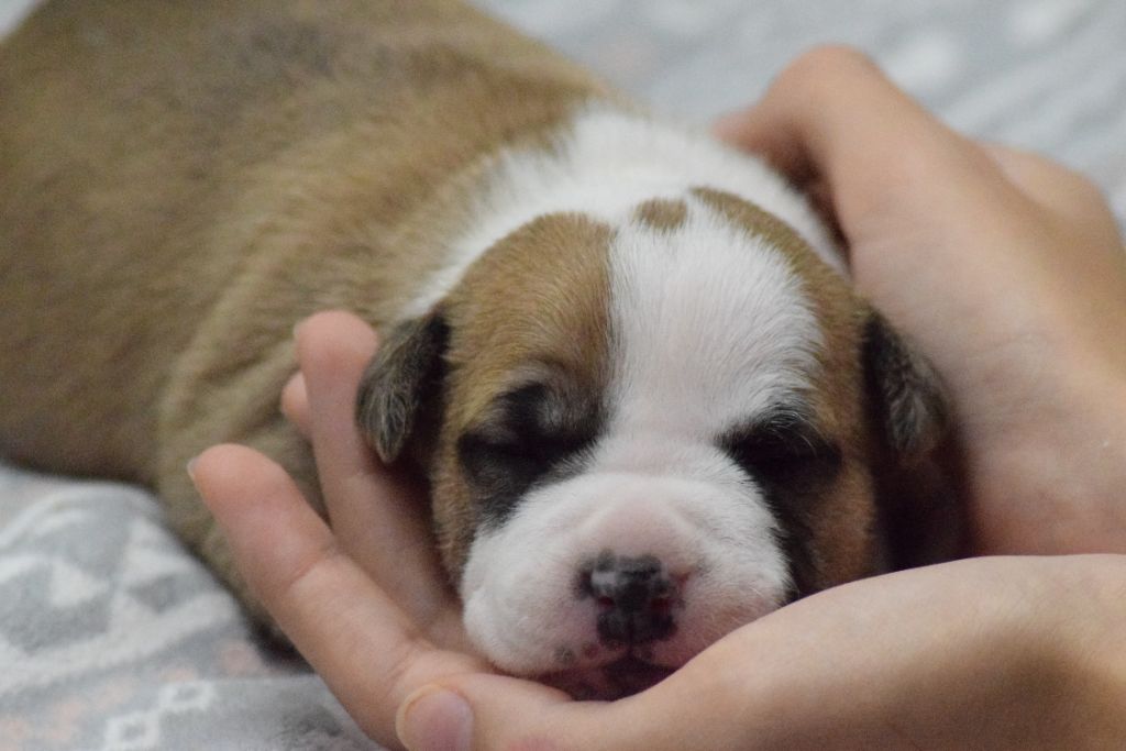 Of Passion Amstaff  - Chiots disponibles - American Staffordshire Terrier